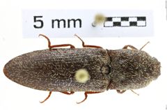 Foto (Dorsalansicht) von Lacon nobilis (NHMW-ZOO-COL-0008153)